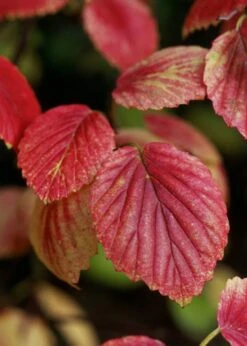 Chicago Luster Arrowwood Viburnum - 1 Gallon Pot -Best Plant Shop Viburnum Chicago Luster 4 1