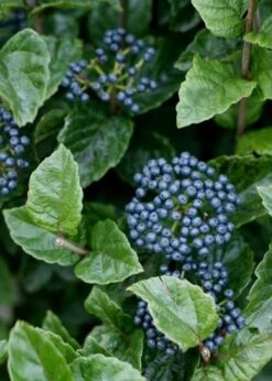 Chicago Luster Arrowwood Viburnum - 3 Gallon Pot