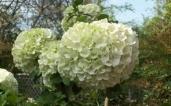 Chinese Snowball Viburnum Bush - 7 Gallon Pot (2-3') -Best Plant Shop Viburnum Chinese Snowball Bloom Green 1