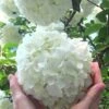 Chinese Snowball Viburnum Bush - 3 Gallon Pot 2 Chinese Snowball Viburnum Bush - 3 Gallon Pot -Best Plant Shop Viburnum Chinese Snowball Rev 500x750 1