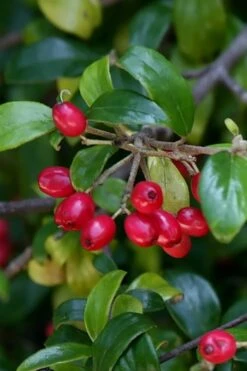Dwarf Evergreen Snowball Viburnum 'Conoy' - 3 Gallon Pot -Best Plant Shop Viburnum Conoy 4