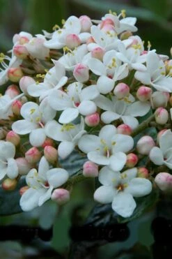 Dwarf Evergreen Snowball Viburnum 'Conoy' - 3 Gallon Pot -Best Plant Shop Viburnum Conoy 6
