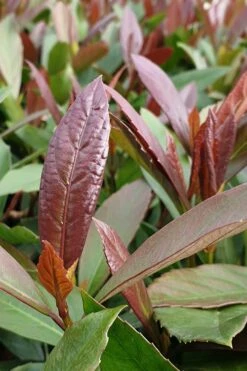 Coppertop Sweet Viburnum - 3 Gallon Pot 9 Coppertop Sweet Viburnum - 3 Gallon Pot -Best Plant Shop Viburnum Coppertop 3