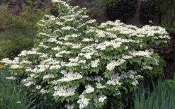 Mariesii Doublefile Viburnum - 2.5 Gallon Pot 11 Mariesii Doublefile Viburnum - 2.5 Gallon Pot -Best Plant Shop Viburnum Mariesii 1