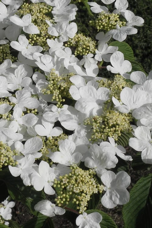 Mariesii Doublefile Viburnum - 1 Gallon Pot 6 Mariesii Doublefile Viburnum - 1 Gallon Pot - Image 4
