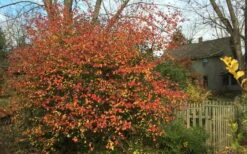 Fragrant Mohawk Viburnum Burkwoodi - 1 Gallon Pot 14 Fragrant Mohawk Viburnum Burkwoodi - 1 Gallon Pot -Best Plant Shop Viburnum Mohawk 10