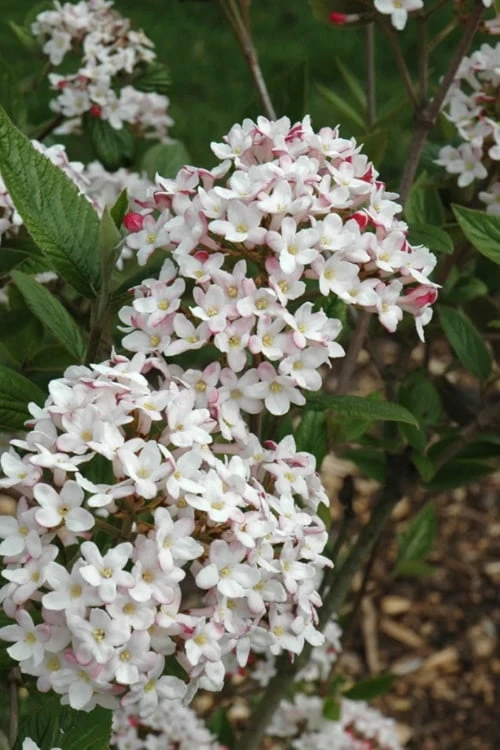 Fragrant Mohawk Viburnum Burkwoodi - 1 Gallon Pot 9 Fragrant Mohawk Viburnum Burkwoodi - 1 Gallon Pot - Image 7