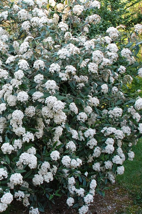 Fragrant Mohawk Viburnum Burkwoodi - 1 Gallon Pot 7 Fragrant Mohawk Viburnum Burkwoodi - 1 Gallon Pot - Image 5