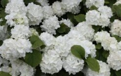 Popcorn Snowball Viburnum Bush - 3 Gallon Pot 11 Popcorn Snowball Viburnum Bush - 3 Gallon Pot -Best Plant Shop Viburnum Popcorn 1 1