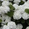 Popcorn Snowball Viburnum Bush - 3 Gallon Pot -Best Plant Shop Viburnum Popcorn 1 500x750 2