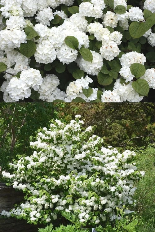 Popcorn Snowball Viburnum Bush - 3 Gallon Pot 6 Popcorn Snowball Viburnum Bush - 3 Gallon Pot - Image 4