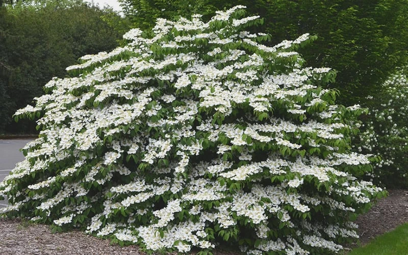 Shasta Doublefile Viburnum - 6 Pack Of 1 Gallon Pots 6 Shasta Doublefile Viburnum - 6 Pack Of 1 Gallon Pots - Image 4