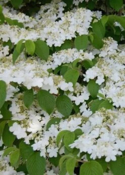 Shasta Doublefile Viburnum - 1 Gallon Pot 15 Shasta Doublefile Viburnum - 1 Gallon Pot -Best Plant Shop Viburnum Shasta 6