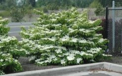 Shasta Doublefile Viburnum - 3 Gallon Pot -Best Plant Shop Viburnum Shasta 8 1