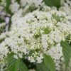Snow Joey Viburnum - 3 Gallon Pot -Best Plant Shop Viburnum Snow Joey 1