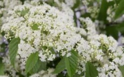 Snow Joey Viburnum - 2 Gallon Pot 13 Snow Joey Viburnum - 2 Gallon Pot -Best Plant Shop Viburnum Snow Joey 2 1