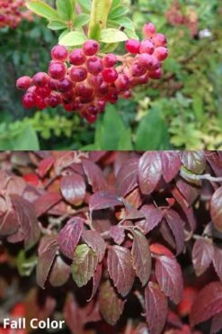 Snow Joey Viburnum - 3 Gallon Pot -Best Plant Shop Viburnum Snow Joey 5
