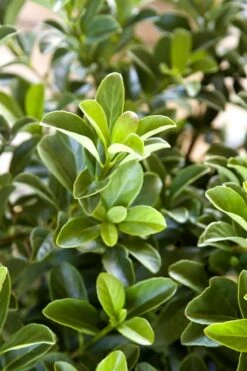 Sugar Cookie Sweet Viburnum - 3 Gallon Pot -Best Plant Shop Viburnum Sugar Cookie 2