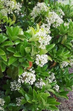 Sugar Cookie Sweet Viburnum - 3 Gallon Pot -Best Plant Shop Viburnum Sugar Cookie 3