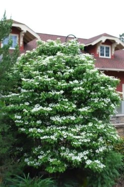 Summer Snowflake Viburnum - 3 Gallon Pot 13 Summer Snowflake Viburnum - 3 Gallon Pot -Best Plant Shop Viburnum Summer Snowflake 20 2