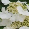 Summer Snowflake Viburnum - 3 Gallon Pot 1 Summer Snowflake Viburnum - 3 Gallon Pot -Best Plant Shop Viburnum Summer Snowflake 21
