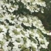 Summer Snowflake Viburnum - 6 Pack Of 1 Gallon Pots -Best Plant Shop Viburnum Summer Snowflake 21 500x750 1