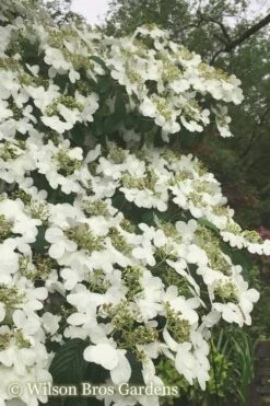 Summer Snowflake Viburnum - 3 Gallon Pot 17 Summer Snowflake Viburnum - 3 Gallon Pot -Best Plant Shop Viburnum Summer Snowflake 21 500x750 2