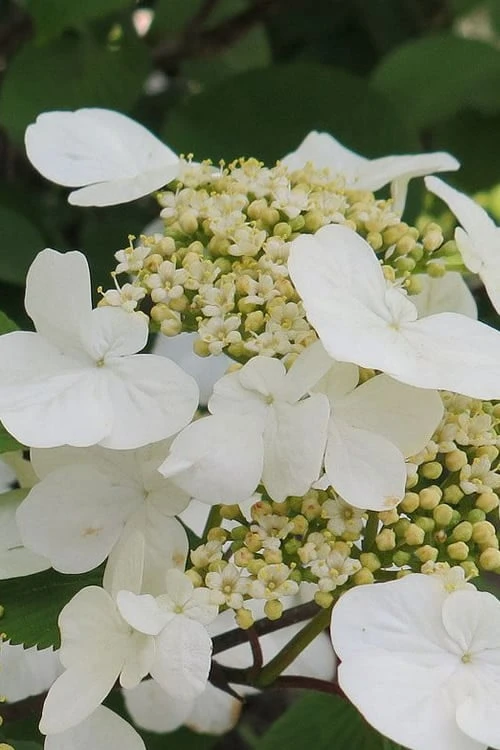 Summer Snowflake Viburnum - 3 Gallon Pot 2 Summer Snowflake Viburnum - 3 Gallon Pot
