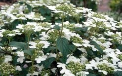 Summer Snowflake Viburnum - 3 Gallon Pot 18 Summer Snowflake Viburnum - 3 Gallon Pot -Best Plant Shop Viburnum Summer Snowflake 3 1