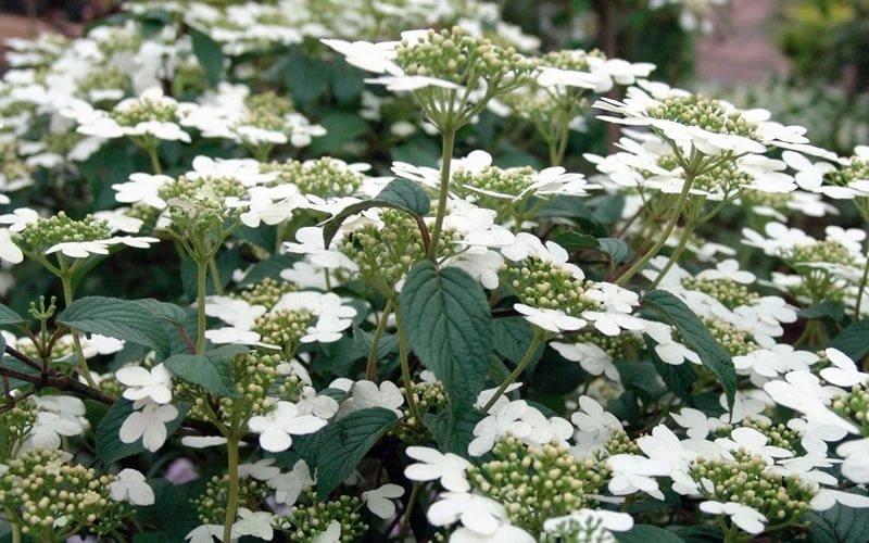 Summer Snowflake Viburnum - 3 Gallon Pot 10 Summer Snowflake Viburnum - 3 Gallon Pot - Image 9