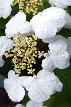 Summer Snowflake Viburnum - 3 Gallon Pot 15 Summer Snowflake Viburnum - 3 Gallon Pot -Best Plant Shop Viburnum Summer Snowflake 30