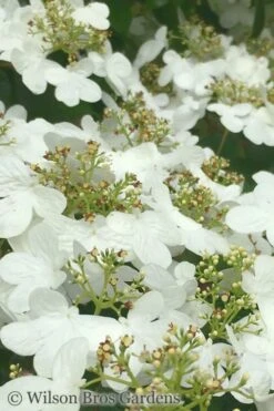 Summer Snowflake Viburnum - 3 Gallon Pot 16 Summer Snowflake Viburnum - 3 Gallon Pot -Best Plant Shop Viburnum Summer Snowflake 31 1