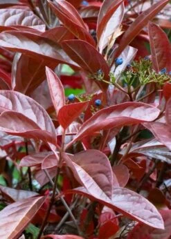Winterthur Viburnum - 3 Gallon Pot -Best Plant Shop Viburnum Winterthur 4 1