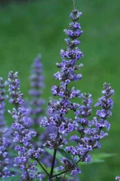 Blue Diddley Dwarf Chaste Tree - Vitex Agnus-castus - 3 Gallon Pot -Best Plant Shop Vitex Blue Diddley 1