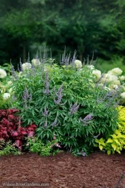 Blue Diddley Dwarf Chaste Tree - Vitex Agnus-castus - 3 Gallon Pot -Best Plant Shop Vitex Blue Diddley 3