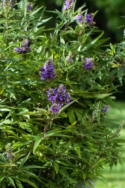 Blue Puffball Chaste Tree (Dwarf) - Vitex - 3 Gallon Pot -Best Plant Shop Vitex Blue Puffball 2