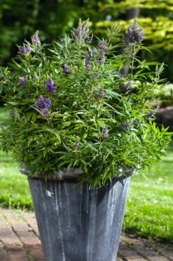 Blue Puffball Chaste Tree (Dwarf) - Vitex - 3 Gallon Pot -Best Plant Shop Vitex Blue Puffball 3