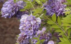 Amethyst Falls Wisteria Vine - 1 Gallon Pot -Best Plant Shop Wisteria Amethyst Falls 50