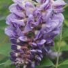 Amethyst Falls Wisteria Vine - 1 Gallon Pot -Best Plant Shop Wisteria Amethyst Falls Rev 500x750 1