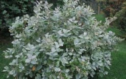 Woodlanders Blue Dusty Zenobia (Honeycup) - 3 Gallon Pot -Best Plant Shop Zenobia Woodlanders Blue 20