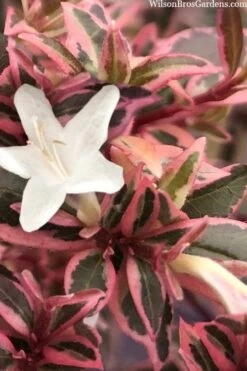 Suntastic Pink Dwarf Abelia - 3 Gallon Pot -Best Plant Shop abelia suntastic pink 11 1