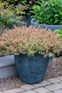 Suntastic Pink Dwarf Abelia - 3 Gallon Pot -Best Plant Shop abelia suntastic pink 4
