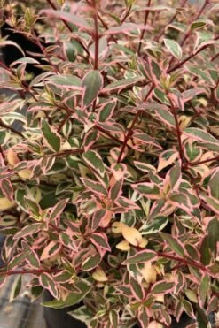 Suntastic Pink Dwarf Abelia - 3 Gallon Pot -Best Plant Shop abelia suntastic pink 6