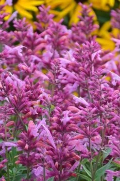 Rosie Posie Agastache (Hummingbird Mint) - 1 Gallon Pot 16 Rosie Posie Agastache (Hummingbird Mint) - 1 Gallon Pot -Best Plant Shop agastache rosie posie hummingbird mint 3