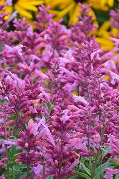 Rosie Posie Agastache (Hummingbird Mint) - 1 Gallon Pot 8 Rosie Posie Agastache (Hummingbird Mint) - 1 Gallon Pot - Image 6