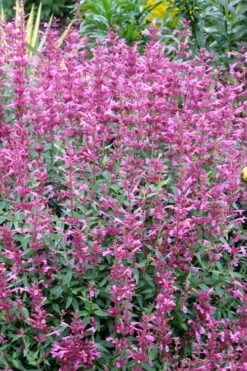 Rosie Posie Agastache (Hummingbird Mint) - 1 Gallon Pot 17 Rosie Posie Agastache (Hummingbird Mint) - 1 Gallon Pot -Best Plant Shop agastache rosie posie hummingbird mint 6