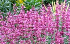 Rosie Posie Agastache (Hummingbird Mint) - 1 Gallon Pot 18 Rosie Posie Agastache (Hummingbird Mint) - 1 Gallon Pot -Best Plant Shop agastache rosie posie hummingbird mint 7