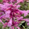 Rosie Posie Agastache (Hummingbird Mint) - 1 Gallon Pot 2 Rosie Posie Agastache (Hummingbird Mint) - 1 Gallon Pot -Best Plant Shop agastache rosie posie hummingbird mint 8
