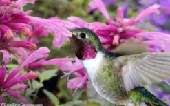 Rosie Posie Agastache (Hummingbird Mint) - 1 Gallon Pot 14 Rosie Posie Agastache (Hummingbird Mint) - 1 Gallon Pot -Best Plant Shop agastache rosie posie hummingbird mint 9