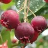Shadblow Serviceberry Tree (Amelanchier Canadensis) - 3 Pack Of 1.5 Quart Pots -Best Plant Shop amelanchier arborea shadblow serviceberry berries 2 1